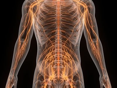 3D Illustration Concept of Central Organ of Human Nervous System Brain Anatomy